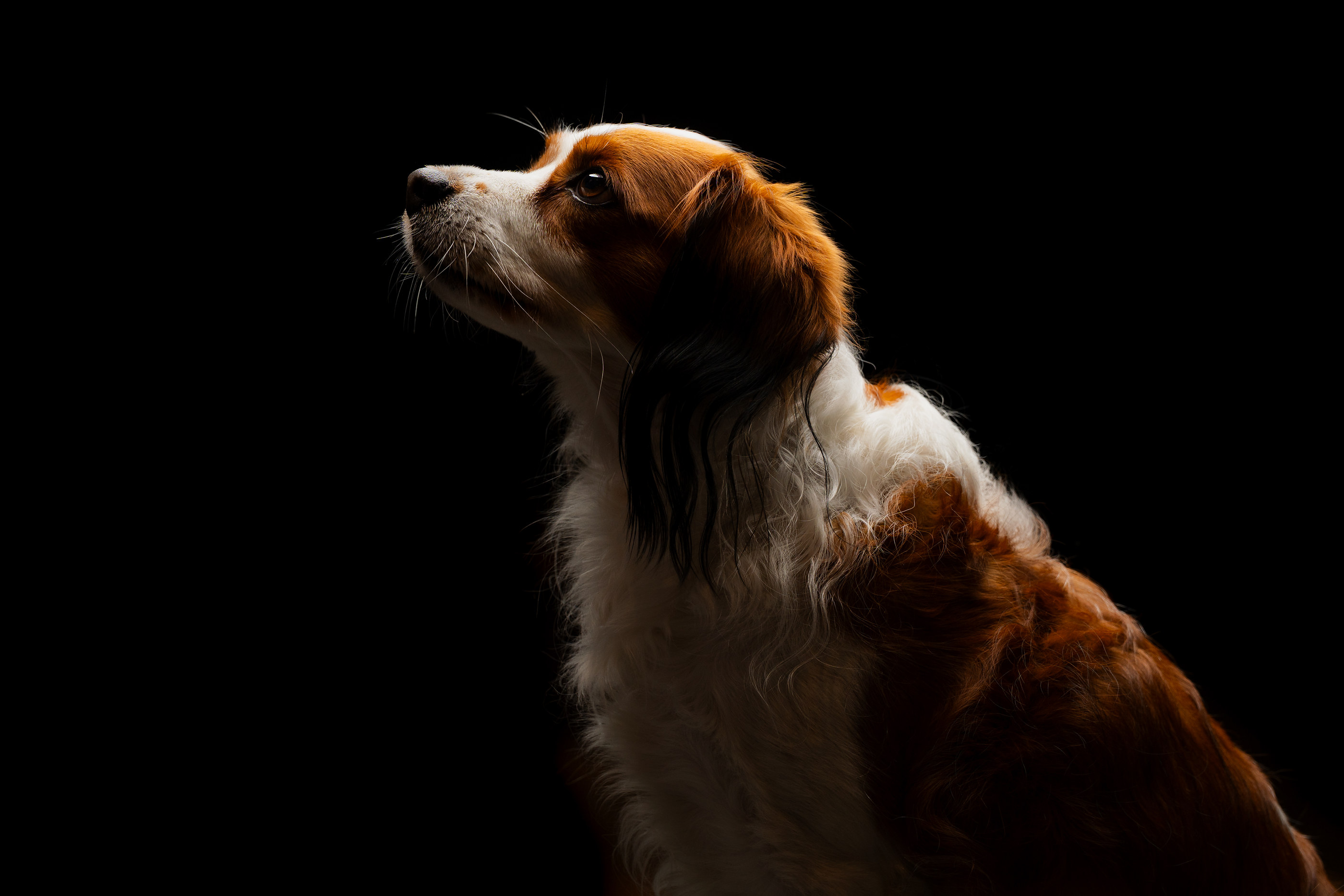 Kooikerhondje-Hund im Studioporträt blickt nach oben